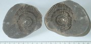 An  fossil from the western end of Chesil Beach