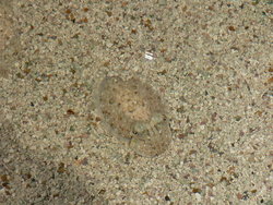 An infant cuttlefish protects itself with camouflage