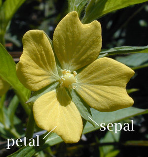 Flower of the Primrose  (Ludwigia octovalvis) showing petals and sepals