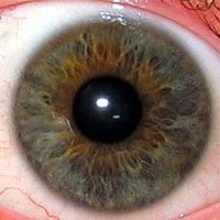 The human irisThe iris is the grey-brown area. The other structures visible are the transparent  (showing as black), the white outer , of which the central part, the , is transparent.</center>