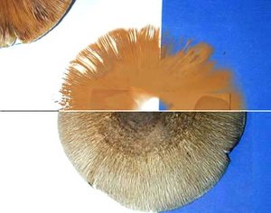 Making a spore print of the mushroom Volvariella volvacea shown in composite: (photo lower half) mushroom cap laid on white and dark paper; (photo upper half) cap removed after 24 hours showing pinkish-tan spore print. A 3.5 cm glass slide placed in middle allows for examination of spore chacteristics under a microscope.