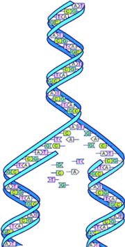 DNA split along the relication fork