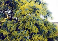 A large shrub of the widely cultivated Cootamundra Wattle, Acacia baileyana
