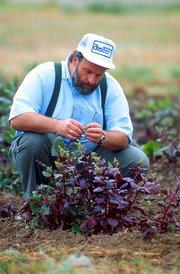 A geneticist evaluates sugar beet plants for resistance to the fungal disease Rhizoctonia root rot.