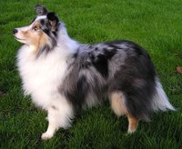 This blue merle sheltie is a  champion.
