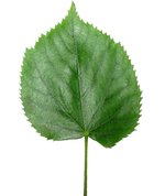 Tilia leaf