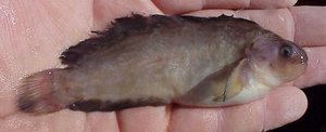 Juvenile prowfish