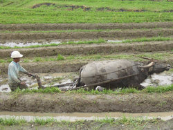 Farming, ploughing rice paddy, in 