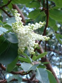 Pacific Madrone blossom