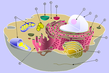 Schematic of typical animal cell. : (1)  (2)  (3)  (4) ,(5) rough  (ER), (6) , (7) , (8) smooth ER, (9) , (10) , (11) , (12) , (13) 
