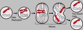 Overview of the major events in mitosis