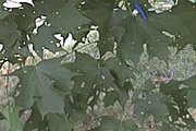 Sugar Maple leaves (pen cap for scale)
