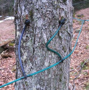 Two taps in a Maple tree using plastic tubing for sap collection.