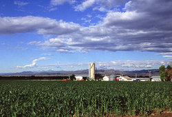 Corn production in Colorado.
