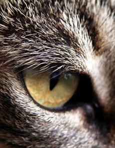 A close-up of a cat's .
