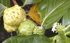 Flowers and unripe and ripe fruit of Morinda citrifolia