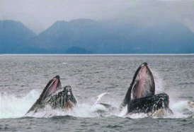 A pair of Humpback Whales feeding by lunging.