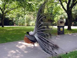 Side view of an Indian Peacock’s display
