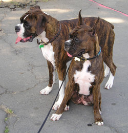 Boxers with natural and docked ears and docked tails