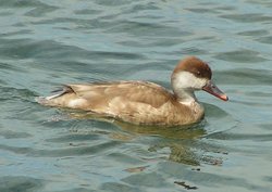 A female Red-crested Pochard