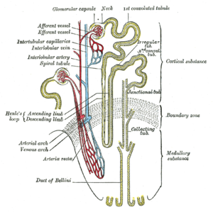 Kidney nephron