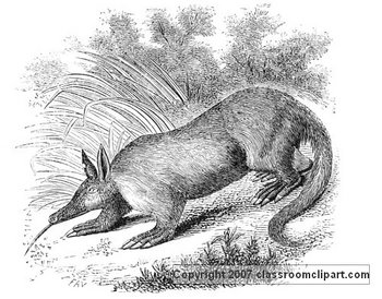 Aardvark Illustration