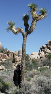 Joshua Tree with adult standing next to tree for scale
