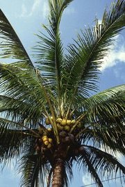 Copra yielding coconut