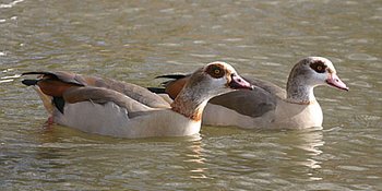 Pair of Egyptian Geese (male to the left)