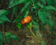 A habanero plant with chiles