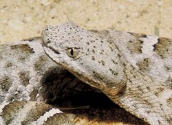 Head of a Mexican Ridge Nosed Rattlesnake