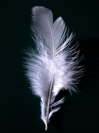 Closeup on a single white feather