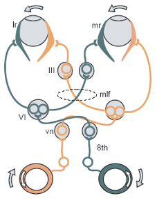 Figure 3 Three-neuron arc, during a head movement to the right. 8th facial nerve, from the peripheral vestibular sensors to vn, the vestibular nuclei in the brainstem. VI abducens nucleus.  The  medial lateral fascicle (mlf) projects from the abducens nucleus to III, the oculomotor nucleus. The left lateral rectus muscle lr and the right medial rectus muscle mr get contracted, turning the eyes to the left. The blue objects are excited, the red ones inhibited. (From SensesWeb (http://www.med.uwo.ca/physiology/courses/sensesweb/), by Tutis Vilis.)