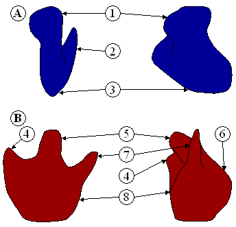 Figure 1: Ribosome structure indicating small subunit (A) and large subunit (B). Side and front view. (1) Head. (2) Platform. (3) Base. (4) Ridge. (5) Central protuberance. (6) Back. (7) Stalk. (8) Front.