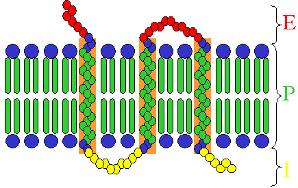 image:transmembrane_receptor.png