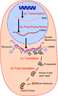 An overview of protein synthesis.Within the  of the cell (light blue),  (DNA, dark blue) are  into . This RNA is then subject to post-transcriptional modification and control, resulting in a mature  (red) that is then transported out of the nucleus and into the  (peach), where it undergoes  into a protein. mRNA is translated by  (purple) that match the three-base  of the mRNA to the three-base anti-codons of the appropriate . Newly synthesized proteins (black) are often further modified, such as by binding to an effector molecule (orange), to become fully active.