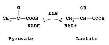 Catalytic function of LDH