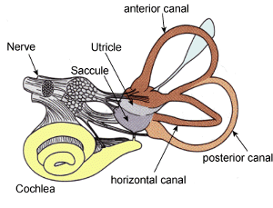Figure 1 Human Labyrinth, from the left ear. It  contains i) the cochlea (yellow), which is the peripheral organ of our auditory system; ii) the semicircular canals (brown), which transduce rotational movements; and iii) the otoliths (in the blue/purple pouches), which transducer linear accelerations. The light blue pouch is the endolymphatic sac, and contains only fluid.