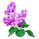 Purple lilac gif, courtesy Juelie's State Flower Garden of Gifs, see image page for URL