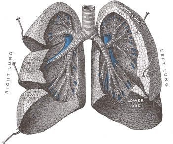 Lungs and bronchi