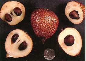 Salak fruits