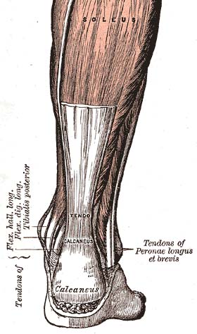 Posterior view of the foot and leg, showing the Achilles tendon (tendo calcaneus). The gastrocnemius muscle is cut to expose the soleus.
