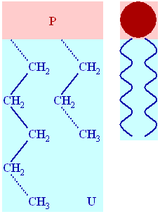 Figure 1: Structure of a Lipid. Many lipids consists of a polar head group (P) and a nonpolar tail (U for unpolar). The lipid shown is a phospholipid (two tails). The image on the left is a zoomed version of the more schematic image on the right, which will be used from now on to represent lipids with one, two, or three chains.