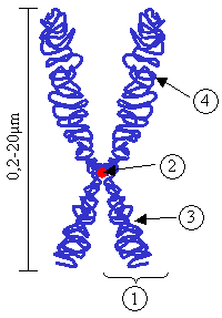 Figure 1: Chromosome. (1) Chromatid. One of the two identical parts of the chromosome after . (2) Centromere. The point where the two chromatids touch, and where the microtubules attach. (3) Short arm. (4) Long arm.