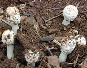 These emerging mushrooms are too immature to safely identify as edible or toxic.