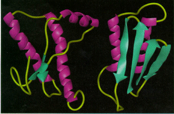  Molecular Model of PrP Structure