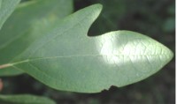 Sassafras albidum bilobed leaf