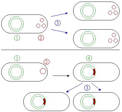 Figure 3: Comparison of non-integrating plasmids (top) and episomes (bottom). 1 Chromosomal DNA. 2 Plasmids. 3 Cell division. 4 Chromosomal DNA with integrated plasmids