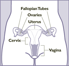 Internal reproductive organs of human female