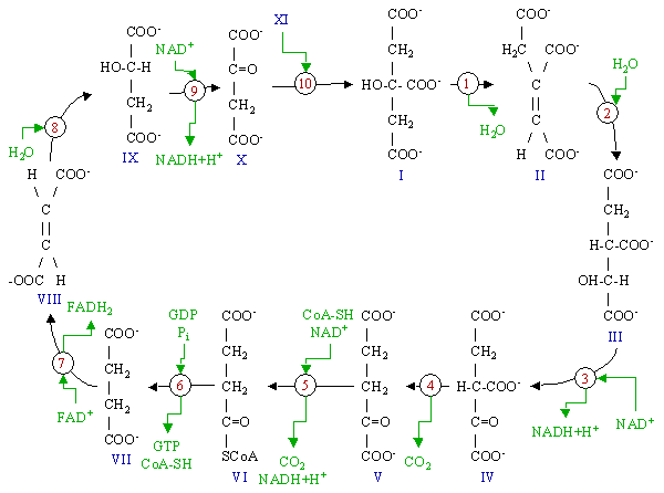 Figure 1 : Schematic drawing of the citric acid cycle.